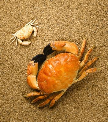 Comment attraper des crabes sans un casier à crabes