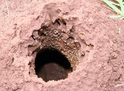 Faits sur Termite Eggs, Non lutte contre les termites