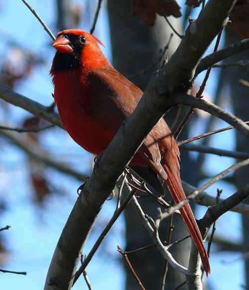 Identification Red Head oiseaux