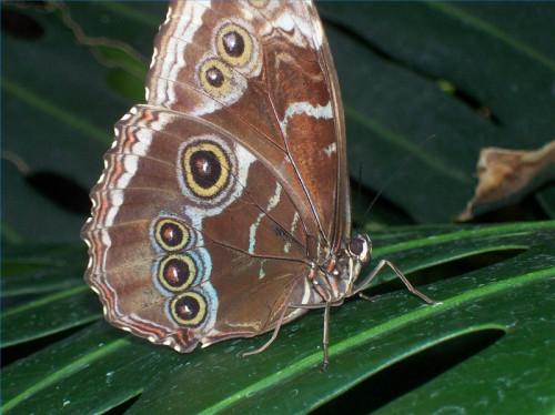 Morpho Habitat Papillon