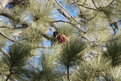 Faits environnementaux À propos de Pine Trees