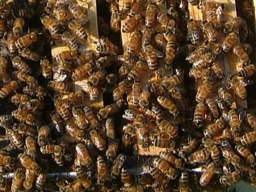 Comment vérifier un Beehive
