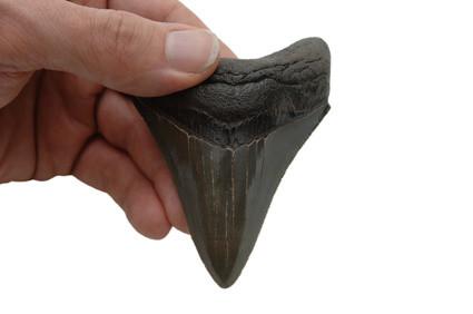 Comment rechercher des dents Megalodon dans Bone Valley, Florida