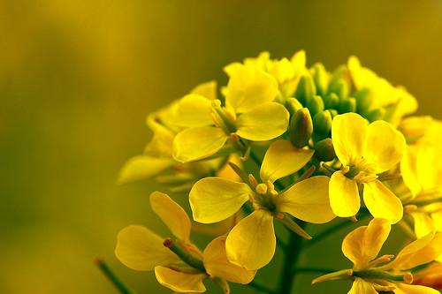 Les parties d'une fleur Brassica