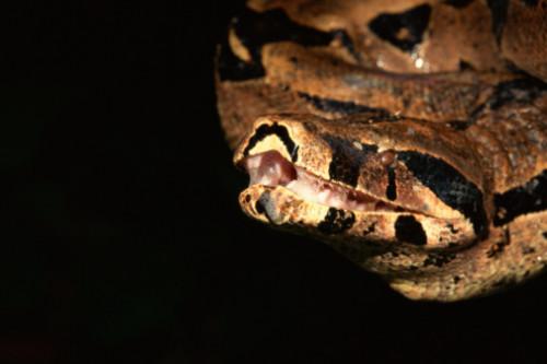 Comment identifier australiens Snakes