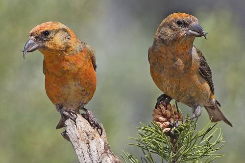 Identification orange Oiseau