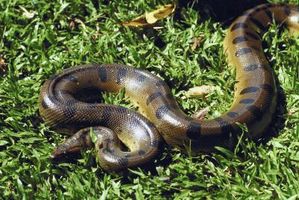 Anacondas trouvés au Texas