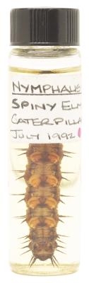 Comment préserver morts Caterpillars