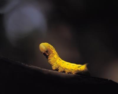 Caractéristiques d'un Caterpillar