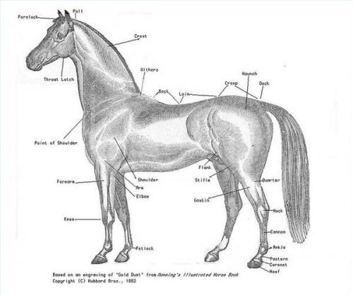 Comment dessiner vrais chevaux