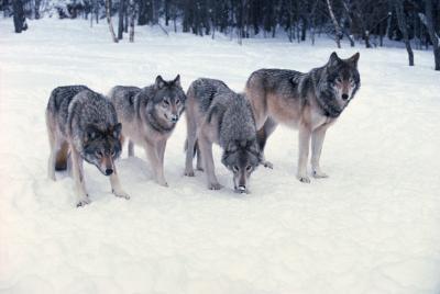 Comment les loups sauvages Hunt dans un Pack?