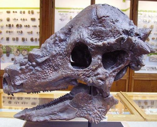 Informations Pachycephalosaurus