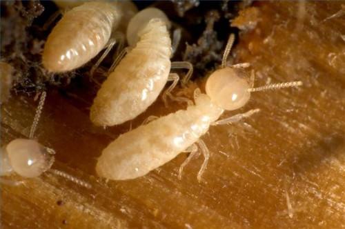 Comment Big est un Termite?