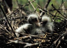 Que faire quand Baby Birds Fall Out d'un nid