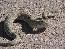 Comment identifier le Mojave Rattlesnake