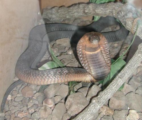 Comment identifier un Cobra égyptien