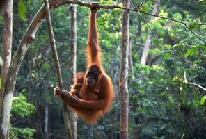 Quelles sont les caractéristiques de l'habitat d'un orang-outan