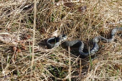 Comment identifier un Noir Cottonmouth serpent