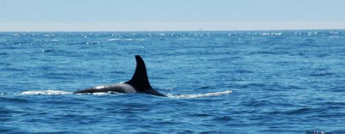 Descriptions Whale & Dolphin Habitat