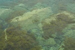 Types et caractéristiques des algues brunes