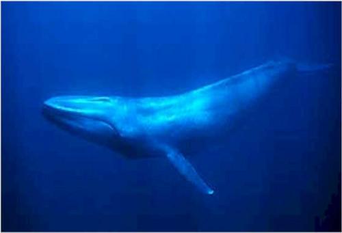 Quelle est la vitesse d'un Swim Whale?