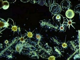 Pourquoi les Phytoplankton importantes pour la santé des océans?