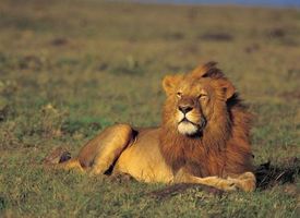 Différence entre Masculin et féminin Lions