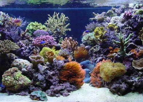Comment déterminer la configuration d'éclairage Réservoir Reef