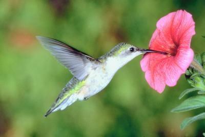 Types de colibris qui se trouvent dans l'Indiana du nord
