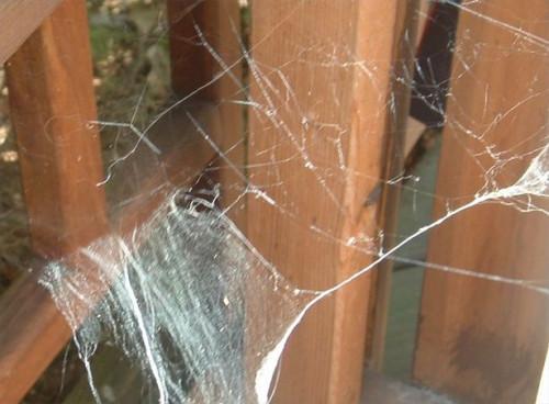 Comment recueillir Araignée Webs