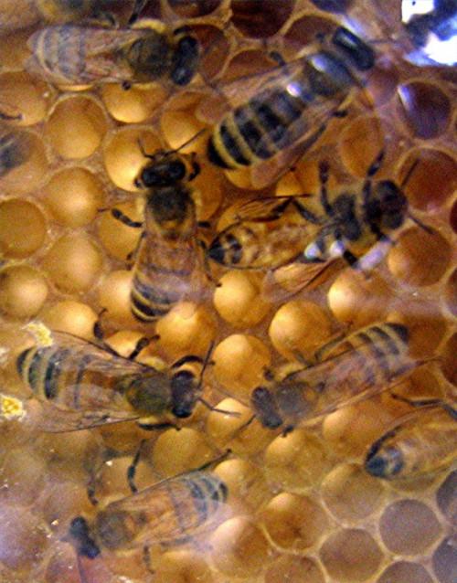 Description d'un Bee Honey