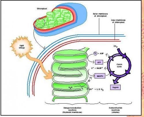 Est-ce que la lumière nécessaire à la photosynthèse?