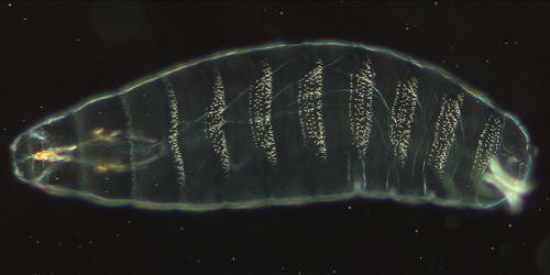 Drosophila Embryo développement