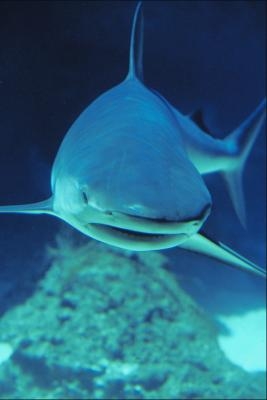 Quels types de requins pouvez-vous garder dans un aquarium?