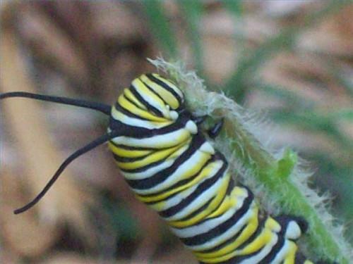 Comment acheter Caterpillar alimentaire pour un habitat de papillon