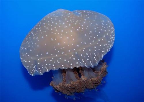 Quel environnement Do plus Jellyfish Live in?