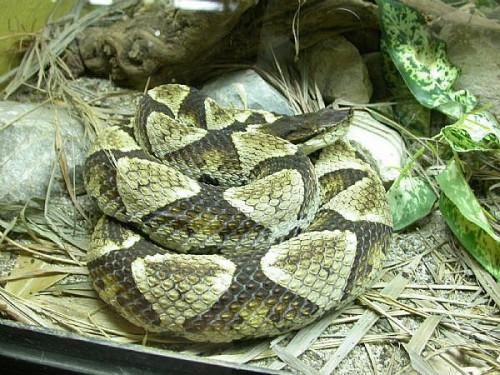 Comment traiter les serpents trouvés dans la maison ou le jardin