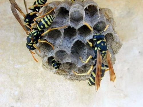 Comment Neutraliser Bee et de guêpes
