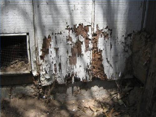 Comment Termites causer des dommages