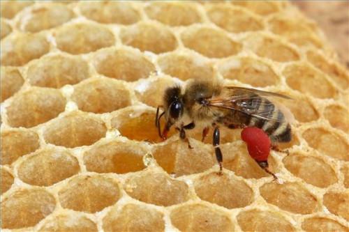 Qu'est-ce que le pollen d'abeille utilisé?