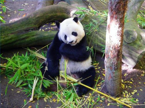 Informations générales sur le panda géant