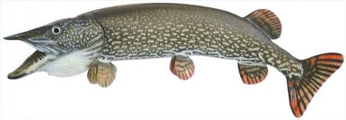 Comment Ice Fish for Northern Pike Dans le Connecticut
