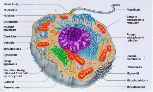 Pourquoi les cellules ont besoin d'aliments?