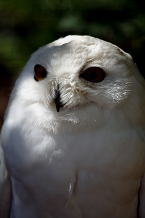 Cadeaux Snowy Owl