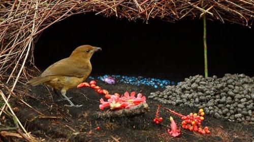 L'Habitat Bowerbird
