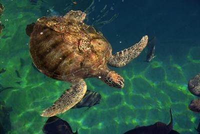 Quels sont les ennemis de tortues de mer?