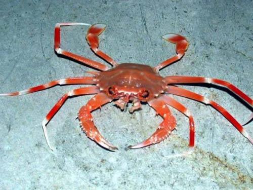 Comment les Crabes reproduire?