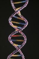 Quels sont les effets d'un pH alcalin sur la structure de l'ADN?