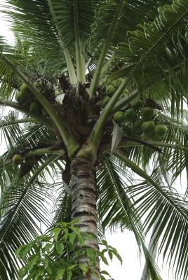 Utilisations de Coconuts sur une île déserte