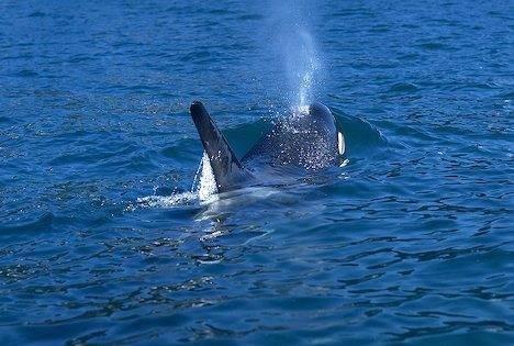Comment les baleines Breathe?